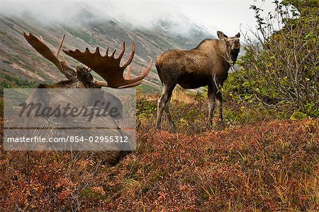 Bull and cow moose on the Anchorage hillside fall