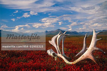 Crâne de caribou & bois pose sur la toundra arctique Kobuk Valley National Park en Alaska automne