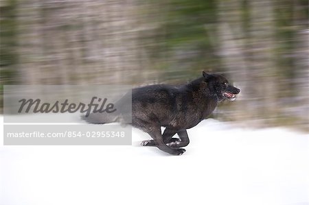 Floue vue de mouvement d'un loup en * noir phase * en cours d'exécution dans la Tongass National Forest, au sud-est, de l'Alaska pendant l'hiver