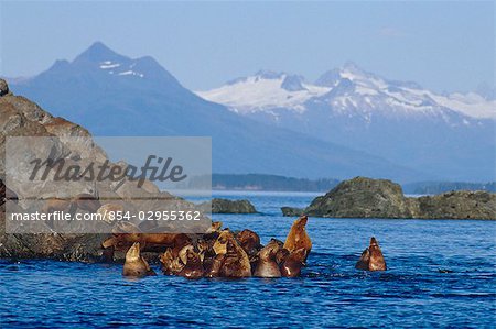 Steller Sea Lions rest on a haulout in Frederick Sound. The Coast Mountains are visibe in the distance. Summer in Southeast Alaska.