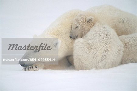 Mother Polar Bear & Cub Huddle in Snow Storm Churchill Canada Winter