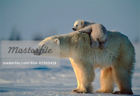 Bebe Ours Polaire A Cheval Sur Les Meres En Printemps Canadien Churchill Photographie De Stock Masterfile Rights Managed Artiste Alaskastock Code 854