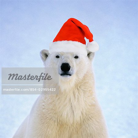 Portrait d'un ours polaire adulte mâle, coiffé d'un chapeau de santa Composite