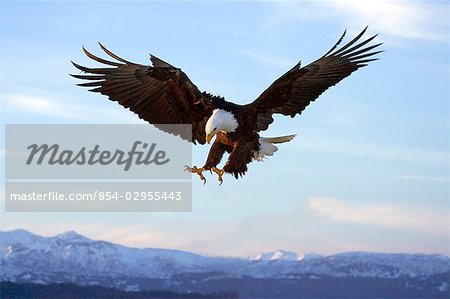 Bald Eagle with talons extended prepairing to land Homer Spit Kachemak Bay Kenai Peninsula Winter Bald Eagle with talons extended prepairing to land Homer Spit Kachemak Bay Kenai Peninsula Winter