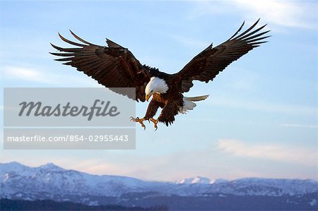 Aigle à tête blanche avec serres étendu prepairing à terre Homer Spit Kachemak Bay péninsule Kenai hiver