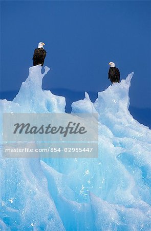 Bald Eagle Perched on Iceberg Tracy Arm SE AK Summer Fords-Terror Wilderness Area