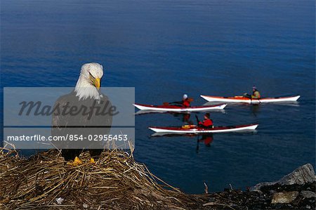 Aigle à tête blanche assis sur l'isthme de Homer avec kayakistes en passant derrière elle, dans le centre-sud de l'Alaska pendant l'hiver