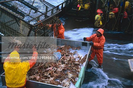 Pêcheur décharge crabe Pots sur le pont la mer de Béring SW AK /nOpilio crabe saison F/V Erla N