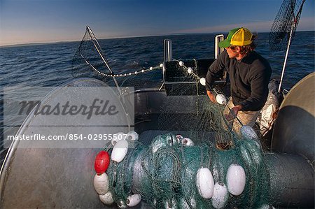 Commercial Fisherwoman feeds gillnet out into Cook Inlet for Red Salmon, Kenai Peninsula, AK Summer.