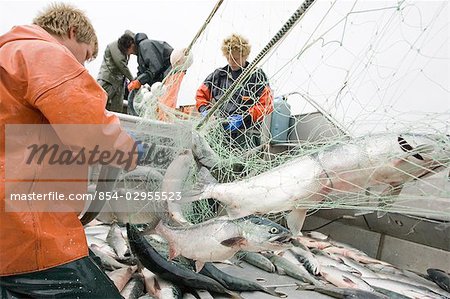 Commercial fisherman untangle sockeye salmon from a gillnet aboard a commercial fishing boat Bristol Bay Alaska