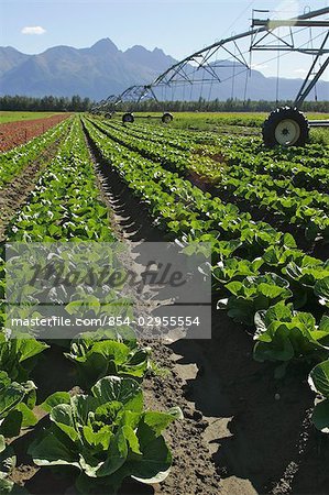 Bewässerungsanlage bei einem Kohl-Bauernhof in der Nähe von Palmer. Sommer in South Central Alaska.