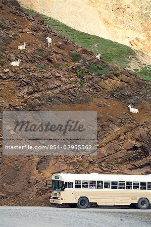 Tourists abourd ARAMARK wildlife tour bus view Dall Sheep on slope Polychrome Pass Denali National Park