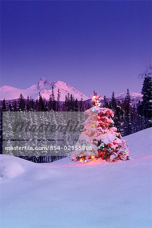 Decorated Christmas Tree @ Chugach NP SC Alaska