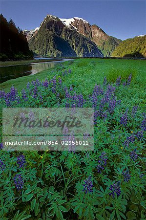 Bereich der Lupine & Rudyerd River Misty Fjords Denkmal