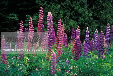 Lupins, Shampers Bluffs, New Brunswick, Canada Lupins, Shampers Bluffs, New Brunswick, Canada