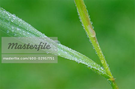 Gouttes d'eau sur l'herbe