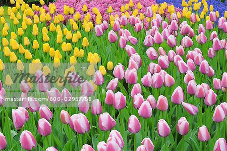 Tulipes, jardins de Keukenhof, Lisse, Pays-Bas