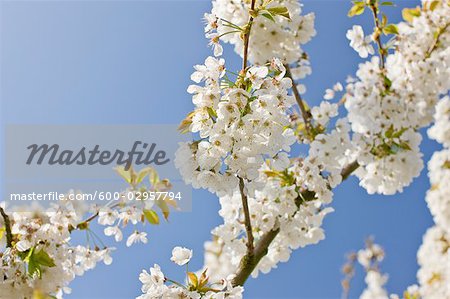 Close-up of Apple Blossoms