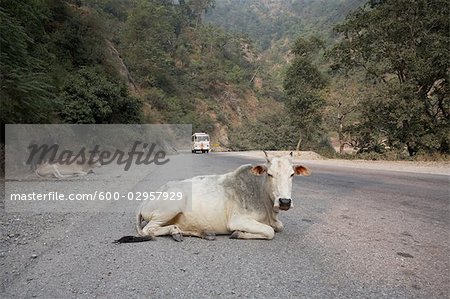 Cows Lying on the Road in Rishikesh, Uttarakhand, India