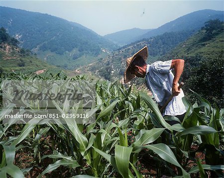 Farmer tending maize crop,China.