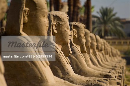 Allée des sphinx, Temple de Luxor, Luxor, Égypte