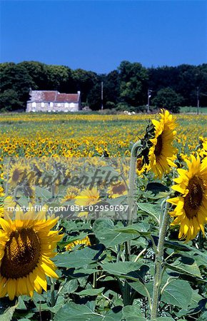 Tournesols, vallée de la Loire, France