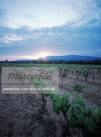 Vineyard at dusk near Avignon,Provence,France.