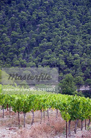 Vineyards in the town of Seguret,Vaucluse,Provence,Fance