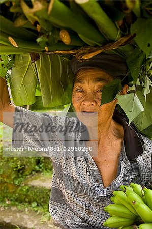 Vieille femme exerçant tas de bananes, Bali, Ubud