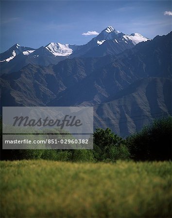 Wheatfield with Zanskar range behind,West of Leh,Ladakh,India