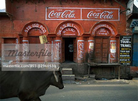 Vache promenades pat boutique présentant des signes de Coca Cola, Agra, Uttar Pradesh, Inde