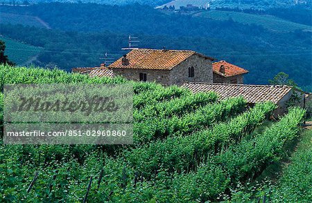 Vignoble en Chianti, Chianti, Toscane, Italie