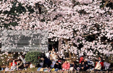 Cherry blossom festival,Tokyo,Japan