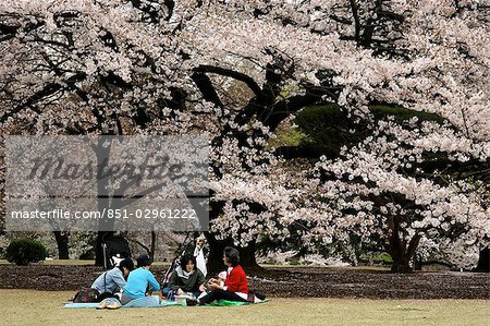 Cherry blossom,Shinjuku Gyoen National Garden,Tokyo,Japan
