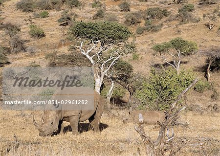 Rhino sur Lewa Downs, nord du Kenya, Kenya, Afrique