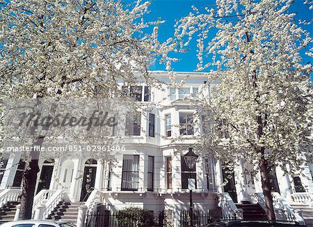 Cherry blossom trees in full bloom,Palace Gardens Terrace,Kensington,London,UK.