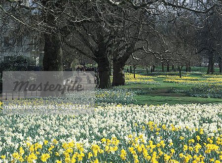 Daffodils in Green Park in spring,London,UK