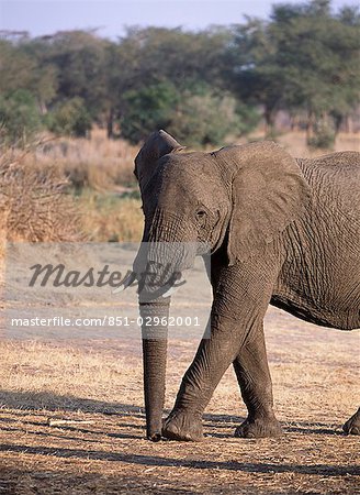 Elephant,Vwaza Marsh Wildlife Reserve,Malawi