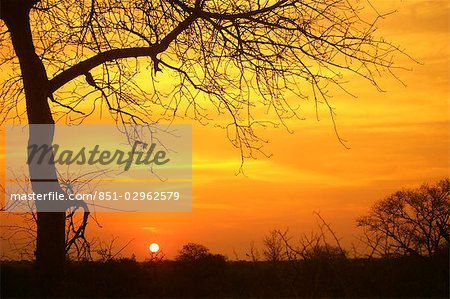 Game Drive Kruger Park,South Africa Game Drive Kruger Park,South Africa