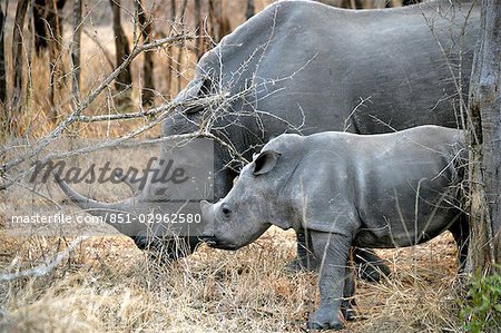 Rhino en Afrique du Sud