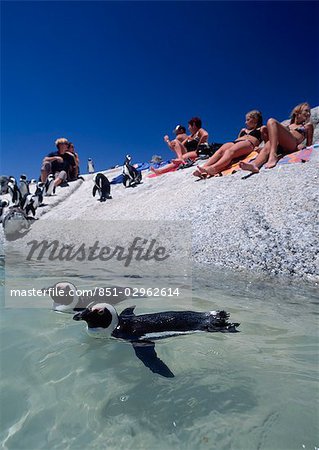Pinguine schwimmen um Touristen, Boulders Beach, Kap, Südafrika