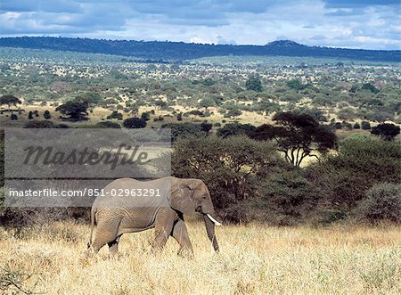 Eléphant marchant dans l'herbe sèche dans le Parc National de Tarangire, Tanzanie.
