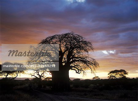 Baobab tree at dusk in Tarangire National Park,Tanzania.