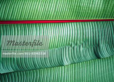 Detail of banana leaves near Ngorogoro National Park,Tanzania.