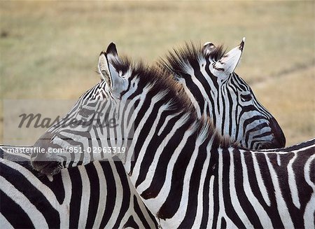 Deux zèbres dans le Parc National de Ngorogoro, Tanzanie. Deux zèbres dans le Parc National de Ngorogoro, Tanzanie.