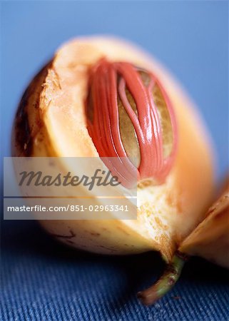 Detail of freshly opened nutmeg,Zanzibar,Tanzania.