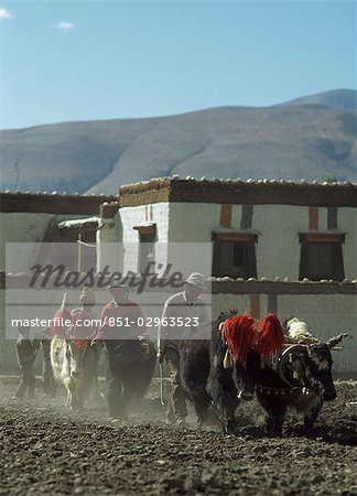 Ploughing Fields with Yak,Lhartse,Tibet.