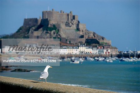 Gull on wall at St. Aubin,Jersey,Channel Islands