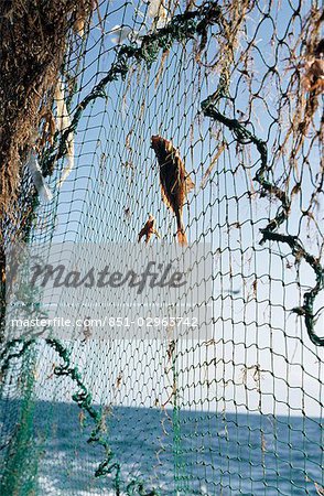 Hauling in the nets aboard a trawler,Brixham,South Devon,England