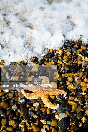 Étoile de mer sur pebble beach, Weybourne, Norfolk, Royaume-Uni